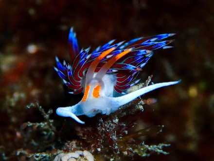 Le Nudibranche Nautisme Article