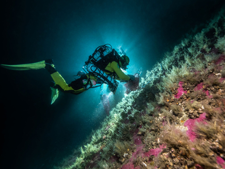 Foret animale marine - Under The Pole Foret animale marine - Under The Pole