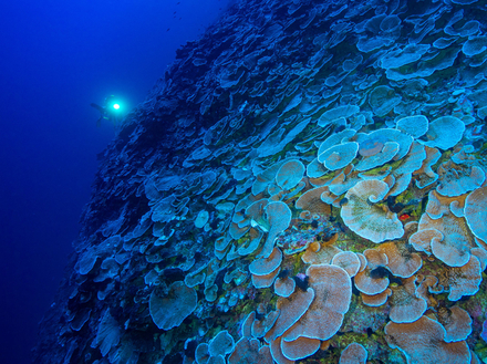 DEEPHOPE Polynesie - Under The Pole