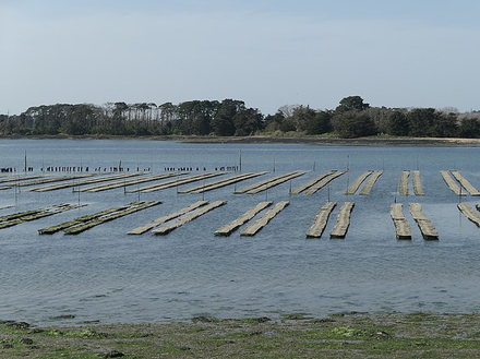 Parc à huitres 
