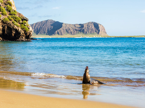 Greenpeace appelle à la création d'une réserve marine mondiale au large des Galapagos