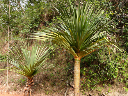 Cet arbre, qui ressemble &agrave; un palmier mais qui n'en est pas un, est une esp&egrave;ce a priori end&eacute;mique de l'archipel des Marscareignes. A Maurice, mais aussi la R&eacute;union ou encore Madagascar, on tresse ses feuilles depuis toujours. 