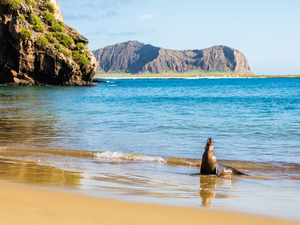 Les Galapagos, un modèle à suivre pour protéger les océans