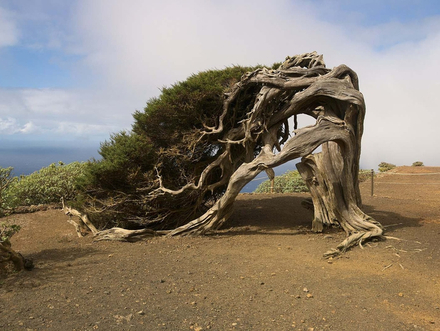 Genévrier tordu à El Sabinar Genévrier tordu à El Sabinar