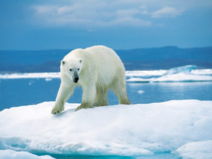  Des ours polaires aux eaux souterraines, « aucun écosystème n'échappe » aux « polluants éternels »