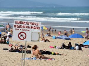 Sur la côte basque, une microalgue toxique scrutée par la recherche