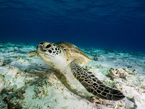 Où plonger avec des tortues, des dugongs ou des lions de mer ? Suivez le guide