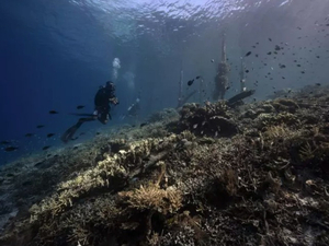 Le monde subit un nouvel épisode massif de blanchissement des coraux