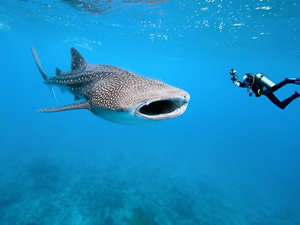 Découvrez les cinq plus grands requins du monde