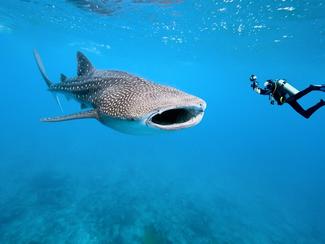 Découvrez les cinq plus grands requins du monde