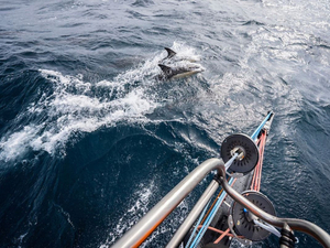 11th Hour Racing devient partenaire de l'IMOCA