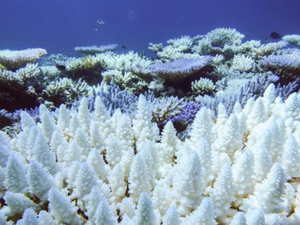 L'épisode mondial de blanchissement des coraux continue de s'aggraver
