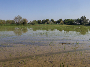 Plus d'un tiers des zones humides de Méditerranée menacées par la montée des eaux, selon une étude