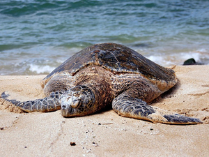 65 tortues marines remises à l'eau à l'île de Ré