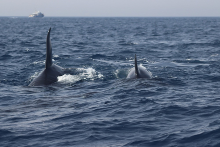 Ceci n'est pas une attaque mais un jeu... Qui n'en reste pas moins dangereux. Si cela vous arrive, continuez a faire route au moteur, les orques vont rapidement se lasser et vous laisser tranquilles !