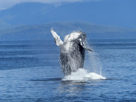 Pendant l'été, il est possible d'observer des baleines dans leur milieu naturel.