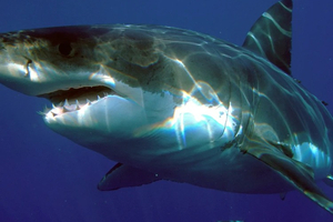Vidéo : Un requin sème la panique sur une plage des Canaries