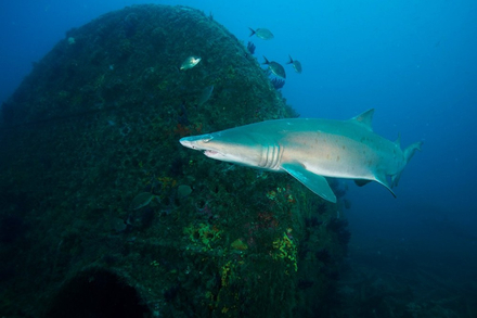 Requin-tigre Nautisme Article