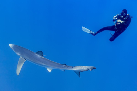 Plongeur au côté d'un requin bleu Nautisme Article