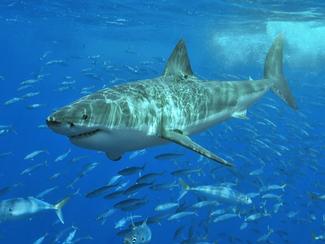 Attaques de requins en augmentation, faut-il...