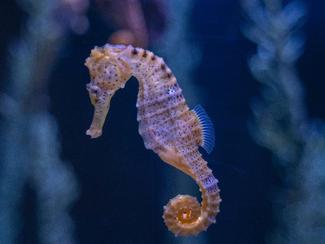 Un hôtel pour hippocampe dans le port d’Arcachon