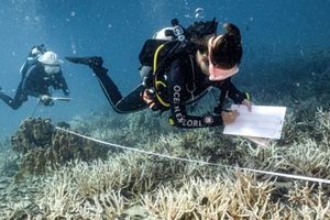 L'essor de la plongée sous-marine pour la sauvegarde des coraux