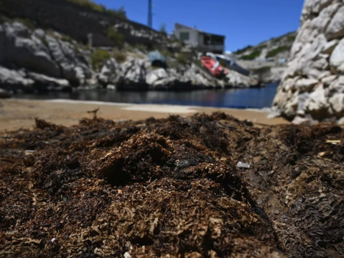 «Elle est impossible à éradiquer» : à Marseille, une algue japonaise invasive inonde le littoral