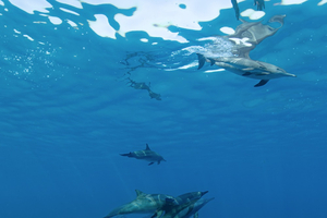 Protéger les dauphins du lagon de Sataya en Égypte