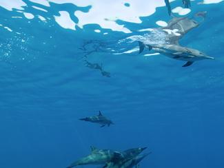 Protéger les dauphins du lagon de Sataya en Égypte