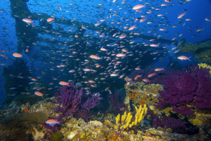 La Méditerranée, une mer bien vivante !