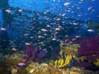 La Méditerranée, une mer bien vivante !