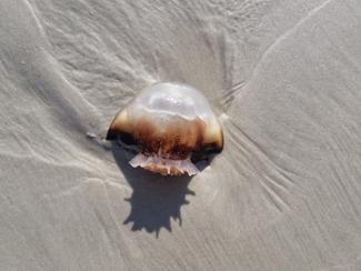 Interview : le vrai et le faux des piqûres de...