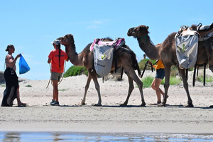 Des dromadaires sur des plages de l’Hérault pour sensibiliser au ramassage des déchets
