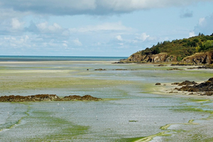 Algues vertes : un combat toujours en cours en Bretagne