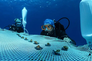 A Chypre, la première pépinière flottante de corail en Méditerranée