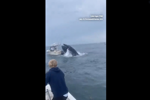 Vidéo : une baleine s’écrase sur un bateau aux Etats-Unis