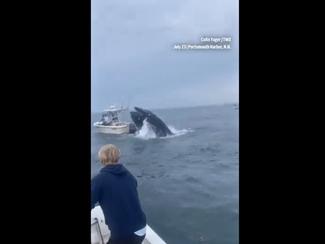 Vidéo : une baleine s’écrase sur un bateau aux...