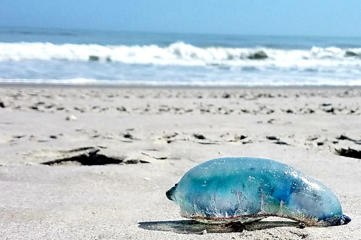 Un venin mortel et des tentacules de 20 mètres : la vessie de mer observée sur des plages de Méditerranée