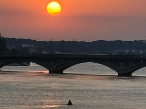 Un requin aperçu dans l’Adour : frayeur et fascination à Bayonne
