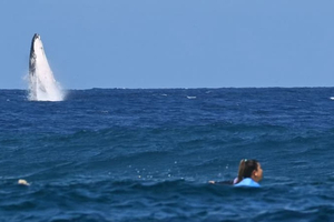 Vidéo : une baleine s’invite lors des épreuves de surf des JO