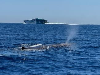 Orques, OFNI : quels sont les dangers qui...
