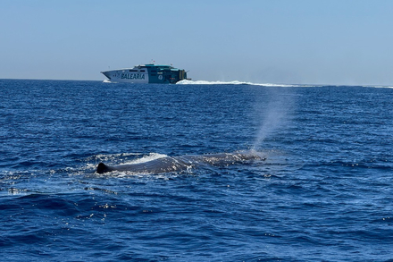 Quand un bateau croise un animal marin - meme de grande taille - c'est souvent l'animal qui est le plus en danger Quand un bateau croise un animal marin - meme de grande taille - c'est souvent l'animal qui est le plus en danger