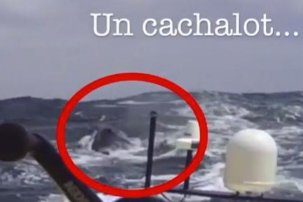 Vendée Globe 2016 : Kito de Pavant heurte un OFNI et doit abandonner son bateau. Après analyse des images enregistrées par les caméras du bord, l’OFNI est identifié, c’est un cachalot qui a été heurté… Nautisme Article