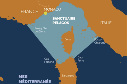 Le sanctuaire Pelagos, zone protégée où des animaux marins imposants sont très nombreux. Tout comme les bateaux, d’où un risque de collisions important ! Nautisme Article
