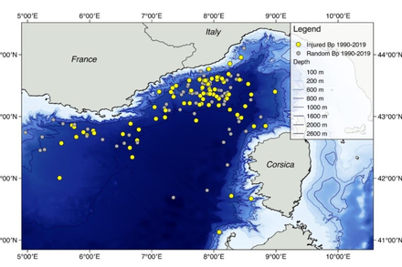 Voici la carte des collisions entre navires et rorquals communs entre 1990 et 2019. Les points gris montrent les animaux sortis indemnes de la collision, en jaune, ceux qui ont été blessés… Nautisme Article