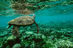 L'Etat veut intensifier la lutte contre le braconnage de tortues à Mayotte