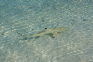 Un requin bleu s'échoue sur une plage de Vendée