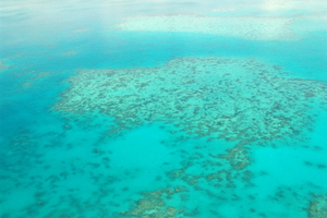 Grande Barrière de corail : la température de l'eau à son plus haut depuis 400 ans, selon une étude