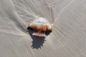 Les méduses ont envahi les plages de Calais