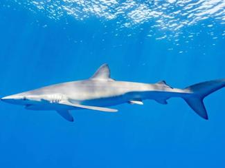 Vidéo : un requin sème la panique sur une...